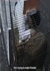 Yamasaki VS Animals